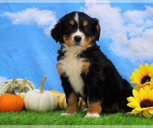 Medium Bernese Mountain Dog