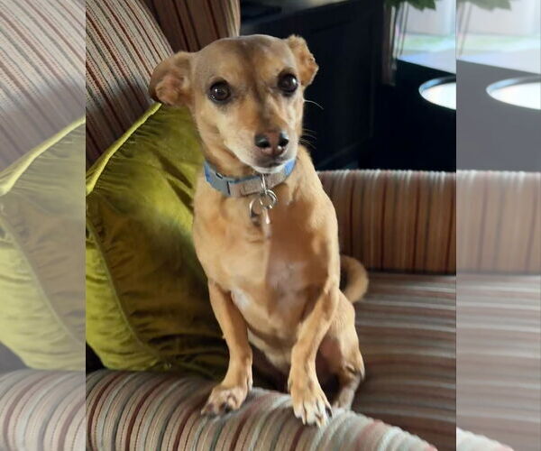 Medium Photo #3 Dachshund Puppy For Sale in Hesperia, CA, USA