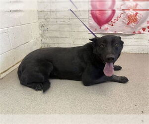 Shepradors Dogs for adoption in San Bernardino, CA, USA