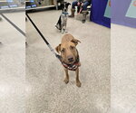 Small Photo #4 American Pit Bull Terrier-Labrador Retriever Mix Puppy For Sale in Minneapolis, MN, USA