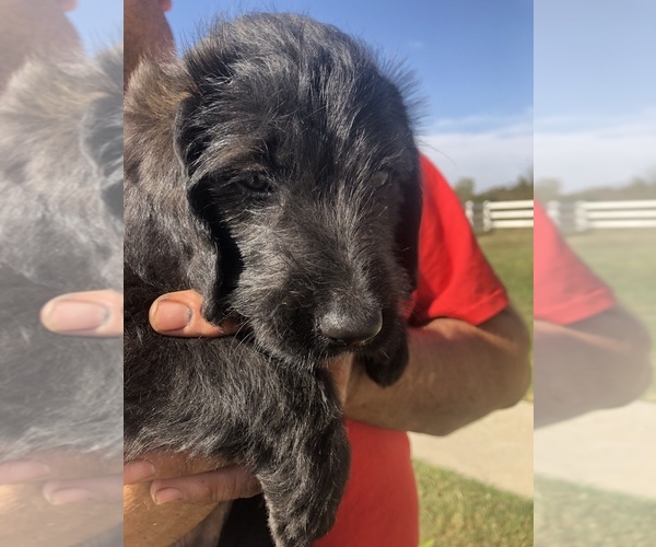 Medium Photo #1 Australian Labradoodle Puppy For Sale in ALDRICH, MO, USA