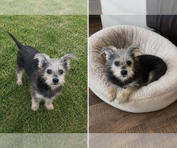 Medium Photo #1 Mutt Puppy For Sale in Texarkana, TX, USA