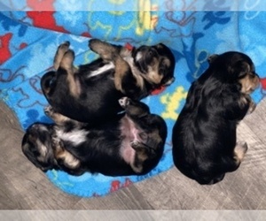 Yorkshire Terrier Puppy for sale in P C BEACH, FL, USA