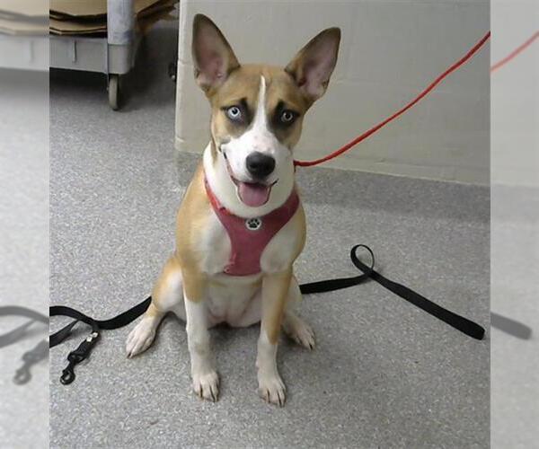 Medium Photo #1 Ibizan Hound-Unknown Mix Puppy For Sale in Pasadena, TX, USA