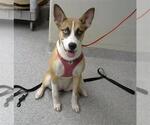 Small Ibizan Hound Mix