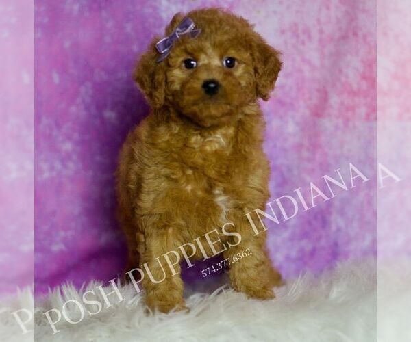 Medium Photo #4 Goldendoodle (Miniature) Puppy For Sale in WARSAW, IN, USA