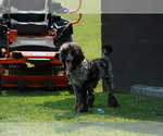 Small Photo #1 Bernedoodle Puppy For Sale in LOCUST GROVE, OK, USA