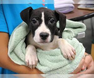 American Pit Bull Terrier-Unknown Mix Dogs for adoption in Tallahassee, FL, USA