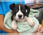 DR PEPPER - Male American Pit Bull Terrier-Unknown Mix Dog for Adoption - Small photo