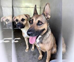 German Shepherd Dog Dogs for adoption in San Bernardino, CA, USA