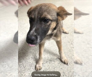 German Shepherd Dog-Unknown Mix Dogs for adoption in Conroe, TX, USA