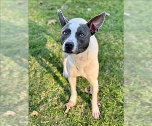 American Pit Bull Terrier-Unknown Mix Dogs for adoption in Conroe, TX, USA