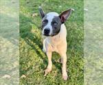 Small American Pit Bull Terrier Mix
