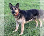 Small #3 German Shepherd Dog