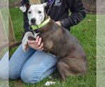Small Photo #2 American Staffordshire Terrier-Pointer Mix Puppy For Sale in Huntley, IL, USA