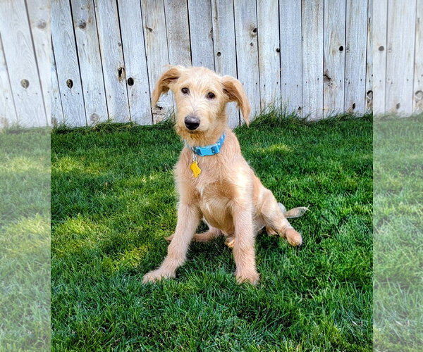Medium Photo #1 Labradoodle Puppy For Sale in Sandy, UT, USA