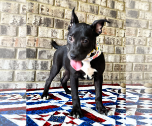 Nibs - Male Bulldog-Catahoula Leopard Dog Mix Dog for Adoption - Photo #3