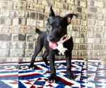 Small #2 Bulldog-Catahoula Leopard Dog Mix