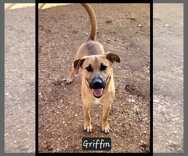 Medium Photo #1 Black Mouth Cur-Unknown Mix Puppy For Sale in Granbury, TX, USA