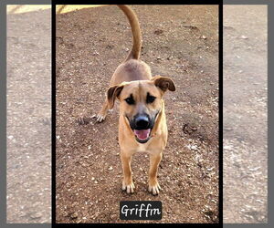 Black Mouth Cur-Unknown Mix Dogs for adoption in Granbury, TX, USA
