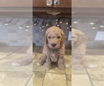 Puppy Trusty Goldendoodle