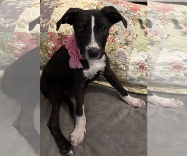 Medium Photo #2 Mutt Puppy For Sale in Euless, TX, USA