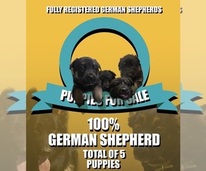 German Shepherd Dog Puppy for sale in LEBANON, PA, USA
