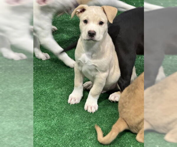 Medium Photo #2 Labrador Retriever-Unknown Mix Puppy For Sale in Sanford, FL, USA