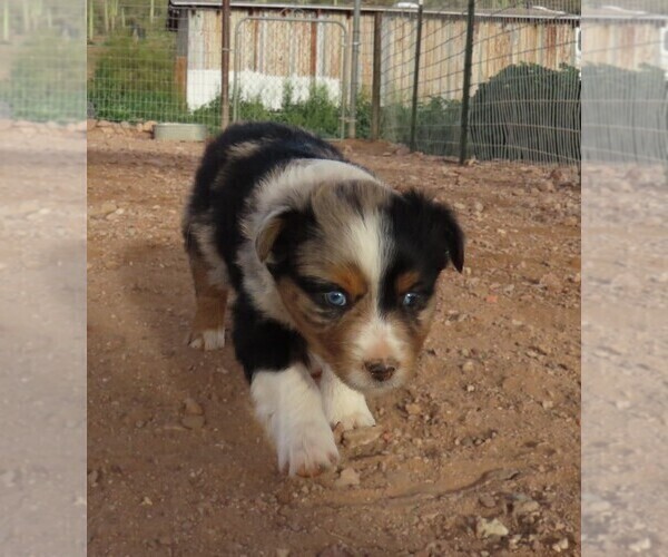Medium Photo #30 Miniature Australian Shepherd Puppy For Sale in WITTMANN, AZ, USA