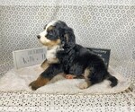 Small Photo #73 Bernedoodle Puppy For Sale in COLORADO SPRINGS, CO, USA
