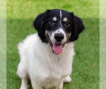 Meesh - Male Labrenees Dog for Adoption - Small photo