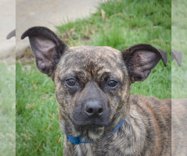 Medium Photo #4 Buggs Puppy For Sale in Huntley, IL, USA