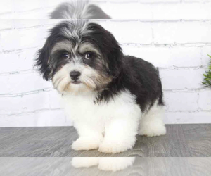 Mal-Shi Puppy for sale in RED LION, PA, USA