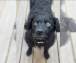 Small #3 Chesapeake Bay Retriever-Golden Retriever Mix