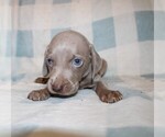 Small #7 Weimaraner