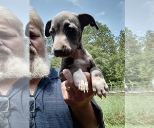 Schnauzer (Miniature) Puppy for sale in LUDOWICI, GA, USA
