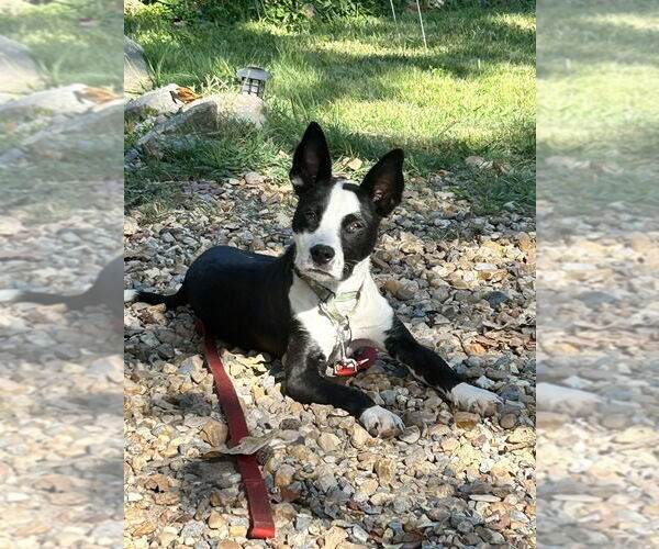 Medium Photo #1 Border Collie-Unknown Mix Puppy For Sale in Boston, MA, USA