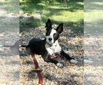 Small Border Collie Mix