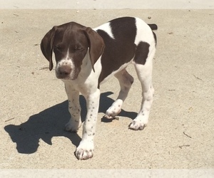 German Shorthaired Pointer Puppy for sale in LAWRENCE, KS, USA