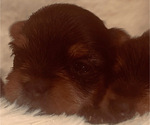 Small Photo #8 Yorkshire Terrier Puppy For Sale in W WARWICK, RI, USA