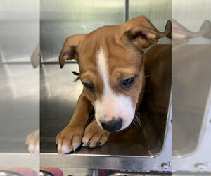 American Staffordshire Terrier-Unknown Mix Dogs for adoption in Grand Prairie, TX, USA
