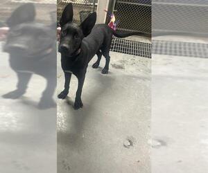 German Shepherd Dog Dogs for adoption in Stockton, CA, USA