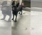 Small German Shepherd Dog