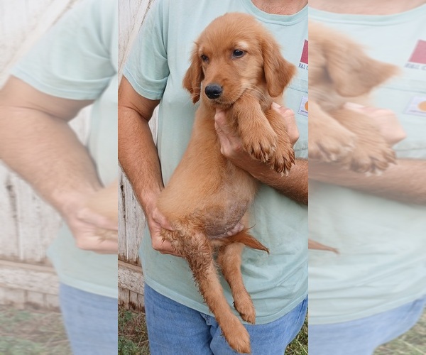 Medium Photo #1 Golden Retriever Puppy For Sale in MOUNT SOLON, VA, USA