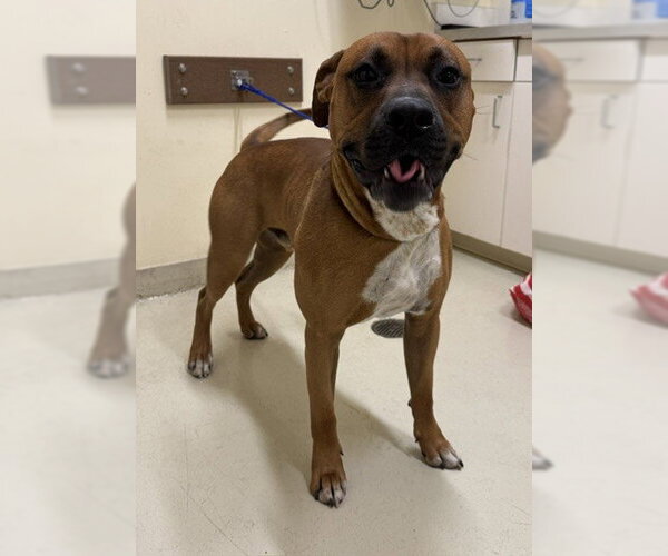 Medium Photo #1 Boxer-Unknown Mix Puppy For Sale in Fremont, CA, USA