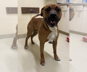 Boxer-Unknown Mix Dogs for adoption in Fremont, CA, USA