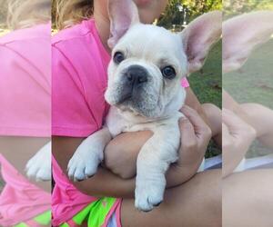 French Bulldog Puppy for sale in LAWNDALE, NC, USA