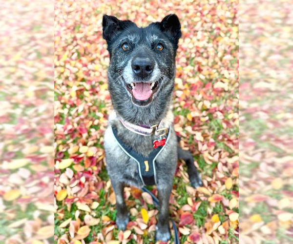 Medium Photo #5 Mutt Puppy For Sale in San Diego, CA, USA