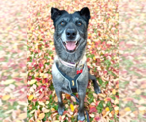 August - Female Mutt Dog for Adoption - Photo #5