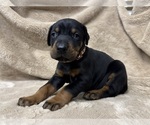 Small #17 Doberman Pinscher